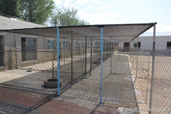 宠物狗种类以及价格,宠物狗一般买哪种好