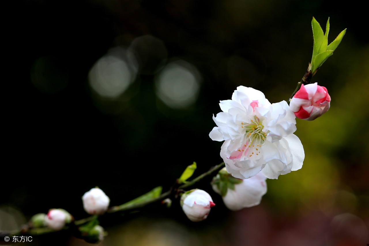 抑郁症嗜睡的原因和治疗方法,抑郁症最终死亡的原因