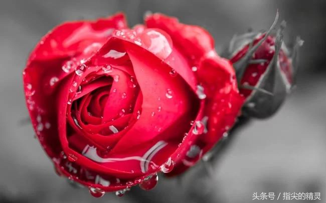 拍摄花卉组图大全,冬天拍玫瑰花图片大全