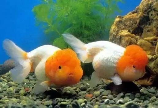 家庭养鱼是单数还是双数,养鱼双数单数有什么说法