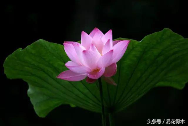 全国各地市花大全,全国城市市花