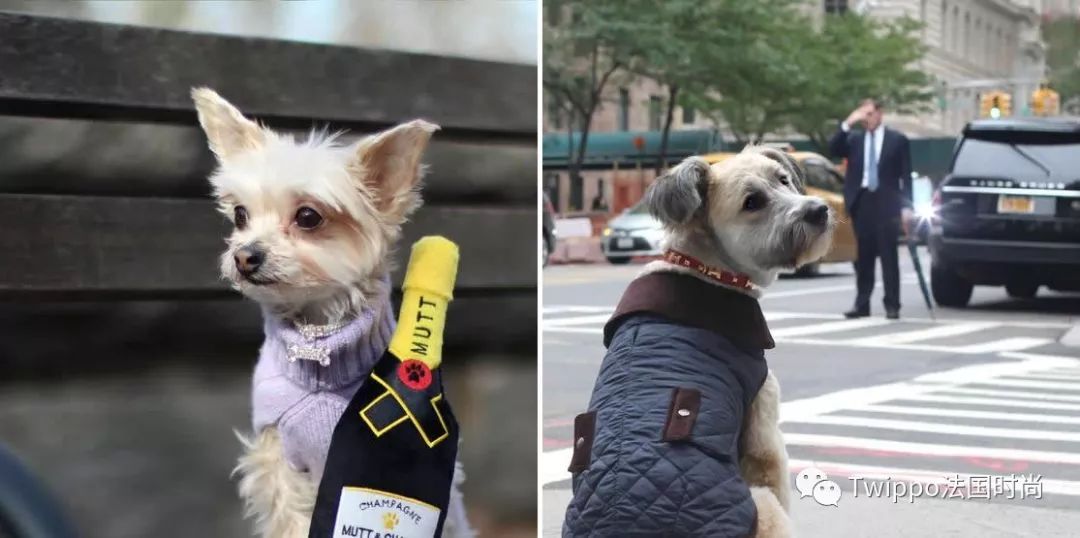 吐槽完了狗年单品，你给你的狗主子买了什么？