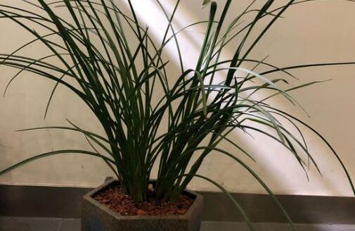 兰花哪个品种好养而且开花时间长,最好养的四季开花兰花排名