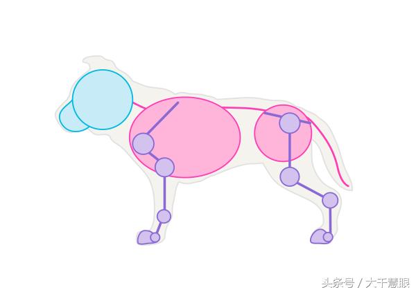 学画狗教程,狗狗造型大全教程初学
