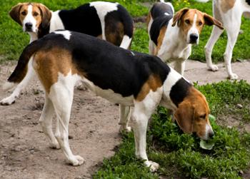 akc认证的犬种,akc认可的148个犬种