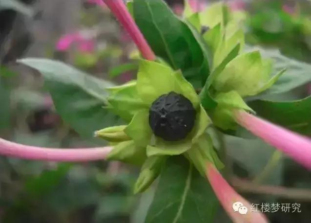 芳官把茉莉粉给贾环,贾环把茉莉粉给了谁