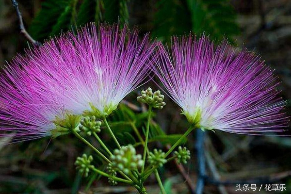 2018十二生肖流年运势详解,2018年十二生肖运势完整版