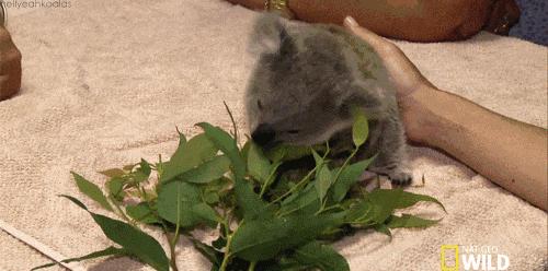 呆萌嗜睡的澳洲国宝居然是吃“屎”长大的