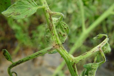 番茄疫霉根腐病的防治,番茄灰霉病及叶斑病的防治