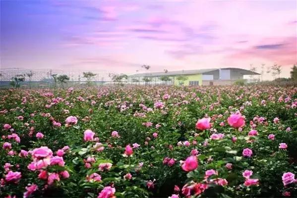 广州旅游景点推荐团购,春节广州有哪些好玩的景点推荐