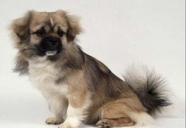 akc认证的犬种,akc认可的148个犬种