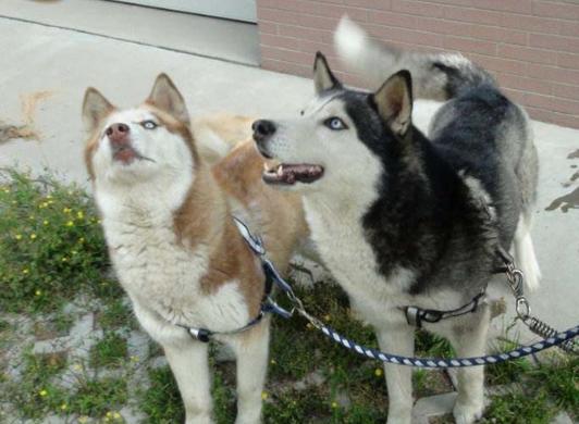 狗年养什么宠物,什么狗是旺财旺家的好狗