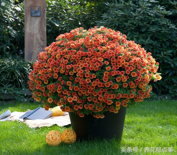 盆栽板结的土壤怎样改良,盆栽土种什么防止板结