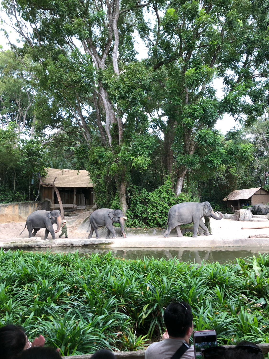 新加坡动物园哪个最值得去看,新加坡动物园自由行热门攻略