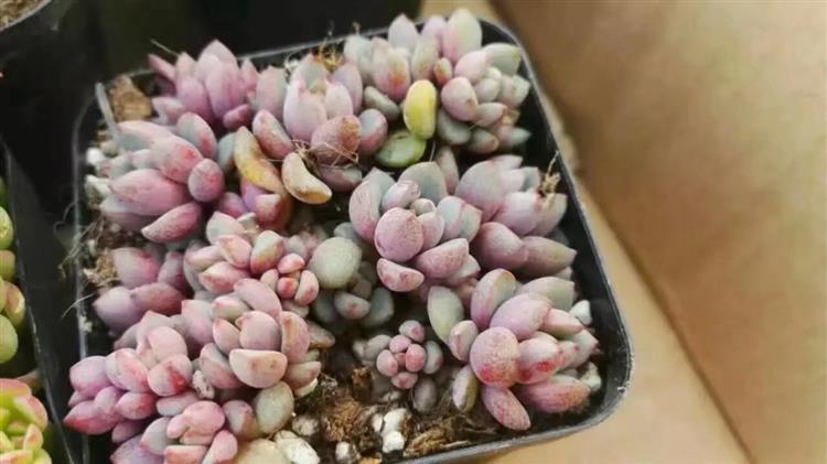 女友爱买多肉,女朋友钟爱多肉