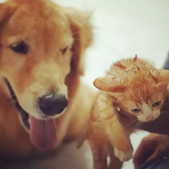 这只金毛和小菊猫的画风太甜啦！情人节狗粮奉上