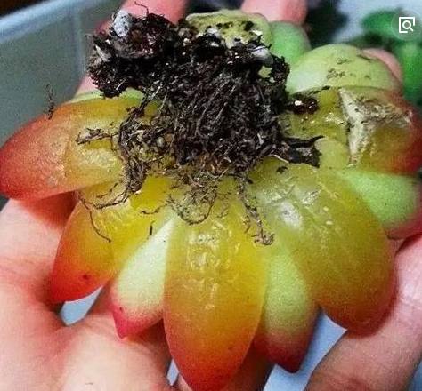 多肉冻伤后没有化水能活过来吗,冬季多肉被冻伤怎样处理恢复快