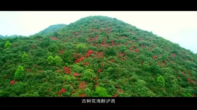 云南泸西春节旅游,泸西红高原