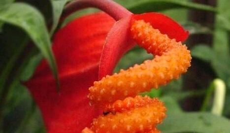 火鹤花和红掌哪个好养,火鹤红掌有什么区别吗