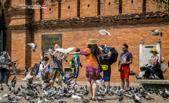 清迈佛寺之城等你采撷的泰北玫瑰,清迈环球旅行家