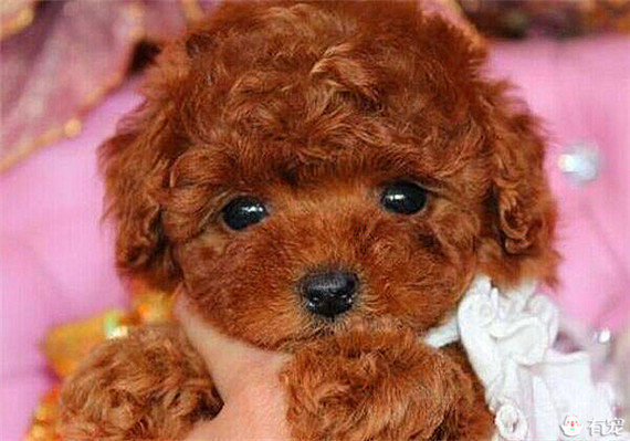 小泰迪看人吃东西馋,小泰迪饿的嚎叫