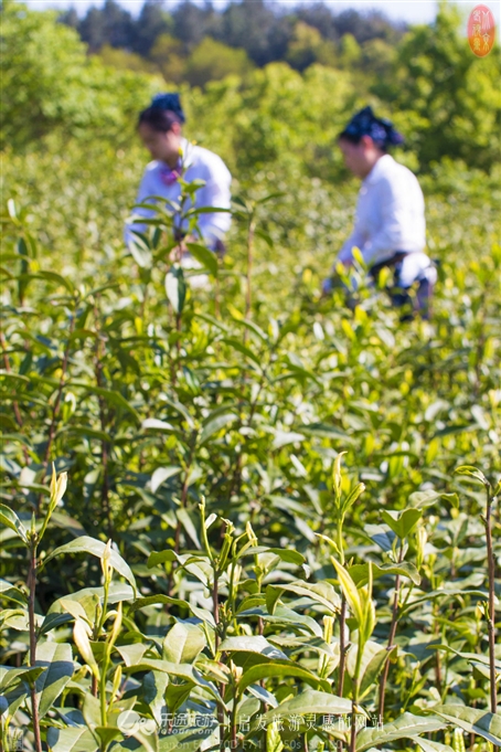 游览安吉中南百草园,中南百草原几个小时游玩