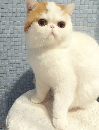 如何快速消除晨起浮肿,晨起水肿护肤