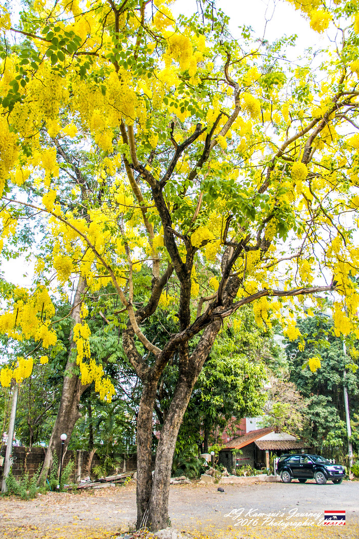 清迈佛寺之城等你采撷的泰北玫瑰,清迈环球旅行家