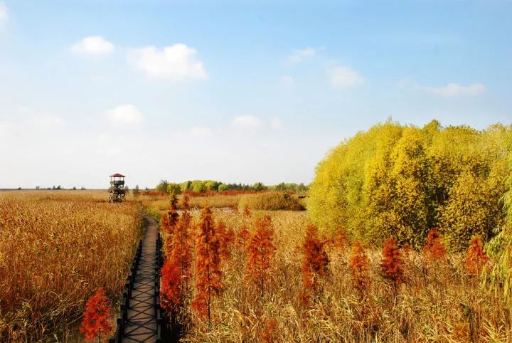 土著带你游东京,土著带你游重庆