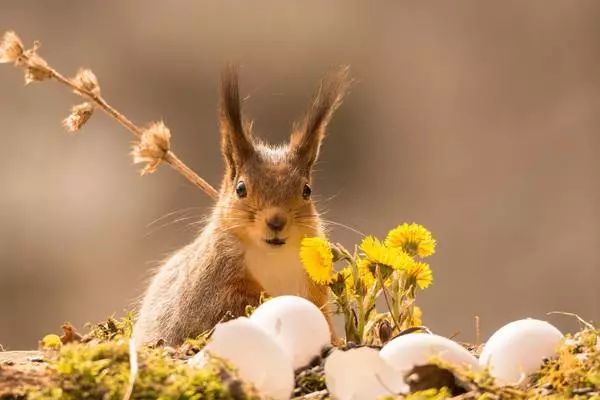 宝宝被宠物猫抓伤,宝宝被宠物狗咬伤视频