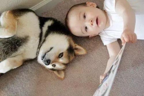 宝宝被宠物猫抓伤,宝宝被宠物狗咬伤视频