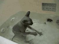 盘点那些怕水的猫咪,盘点那些不怕水的猫咪