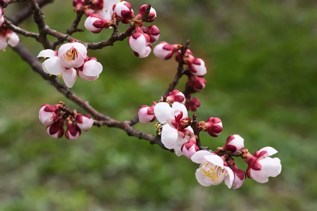 赏花蚌埠,蚌埠春季赏花