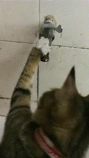 盘点那些怕水的猫咪,谁说猫咪胆小不聪明