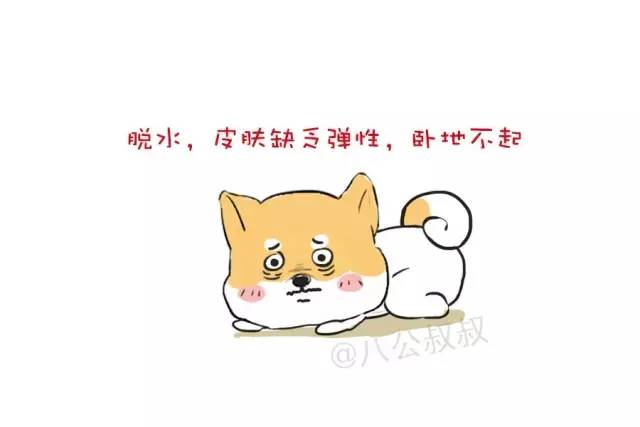 小狗狗得了肠胃炎吃什么食物,狗狗得了肠胃炎期间吃什么饭