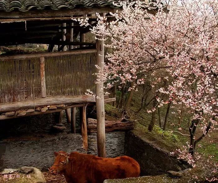 青梅已盛开旅游攻略,青梅已盛开