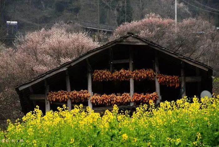 青梅已盛开旅游攻略,青梅已盛开