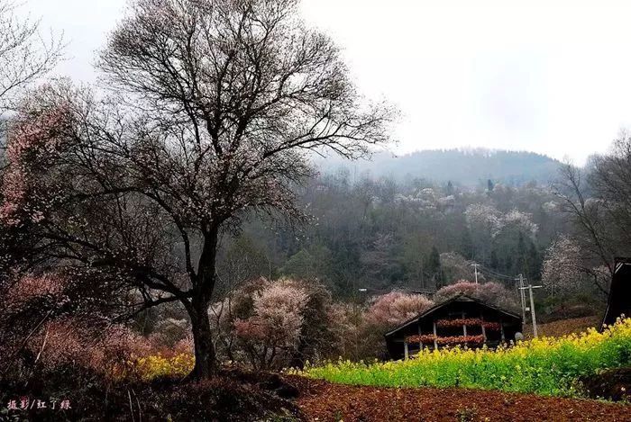 青梅已盛开旅游攻略,青梅已盛开