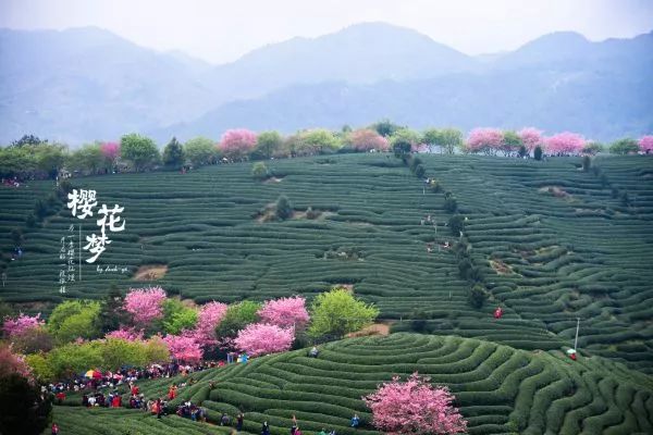 樱花梦日语,永福樱花之旅