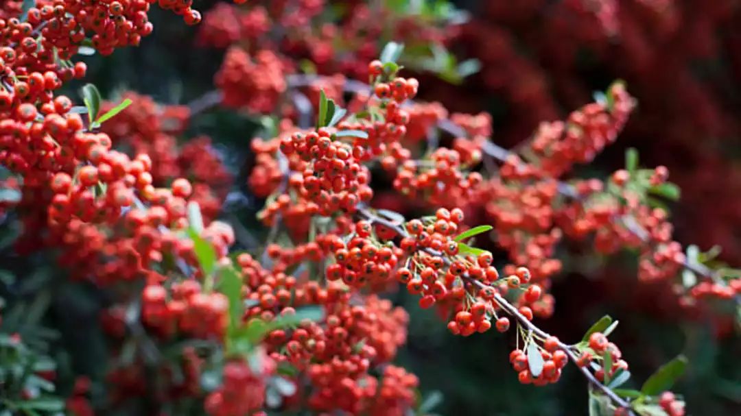 10涓ソ鐪嬬殑鑺辨捣鍦扮偣鎺ㄨ崘,蹇呭幓鑺辨捣鎺ㄨ崘娴极鑺辨捣