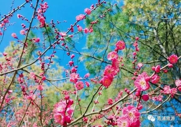 梅时莓刻惊蛰春！这一份青浦春游完整版攻略请收好~