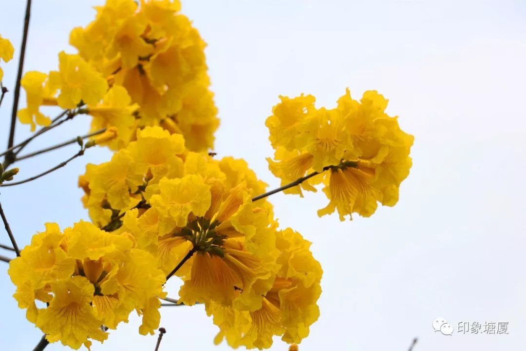 满城尽带黄金甲出处,满城尽带黄金甲