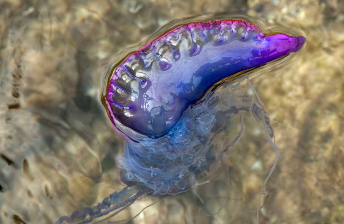 海洋探秘是什么意思,海洋生物探秘