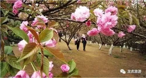 樱花开了！该寻觅浪漫了！请收好这份赏樱地图！