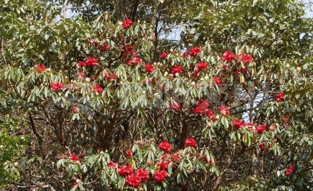 第一高山歌曲,第一高山在哪