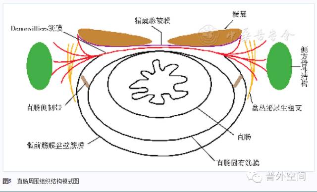 从膜外科角度对Denonvilliers筋膜应用解剖的再认识