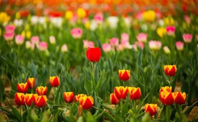 狼牙山龙门湖水上乐园闭园,狼牙山田园花海闭园时间