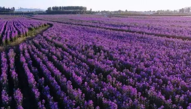 狼牙山龙门湖水上乐园闭园,狼牙山田园花海闭园时间
