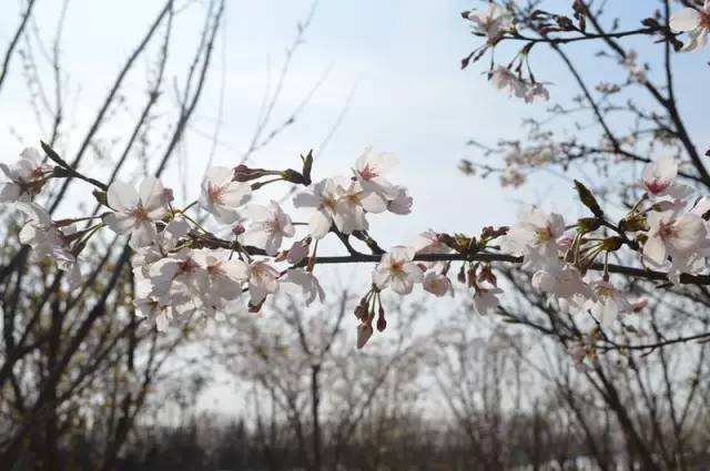 樱花开了!该寻觅浪漫了!请收好这份赏樱地图!