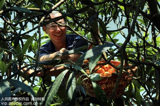 自制“网红”枇杷膏靠谱吗？专家：建议不要自行酿制